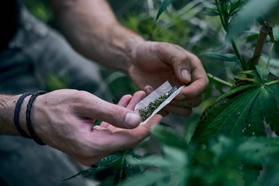 man rolling marijuana joint near cannabis plant